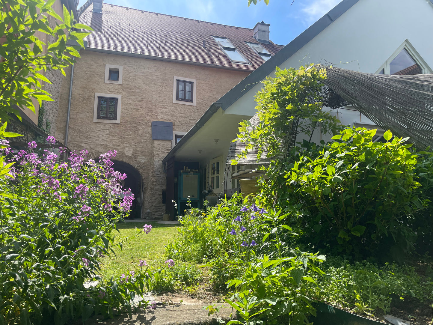A sunny outdoor courtyard with a historic stone building, a white house, green grass, and abundant purple and green foliage.