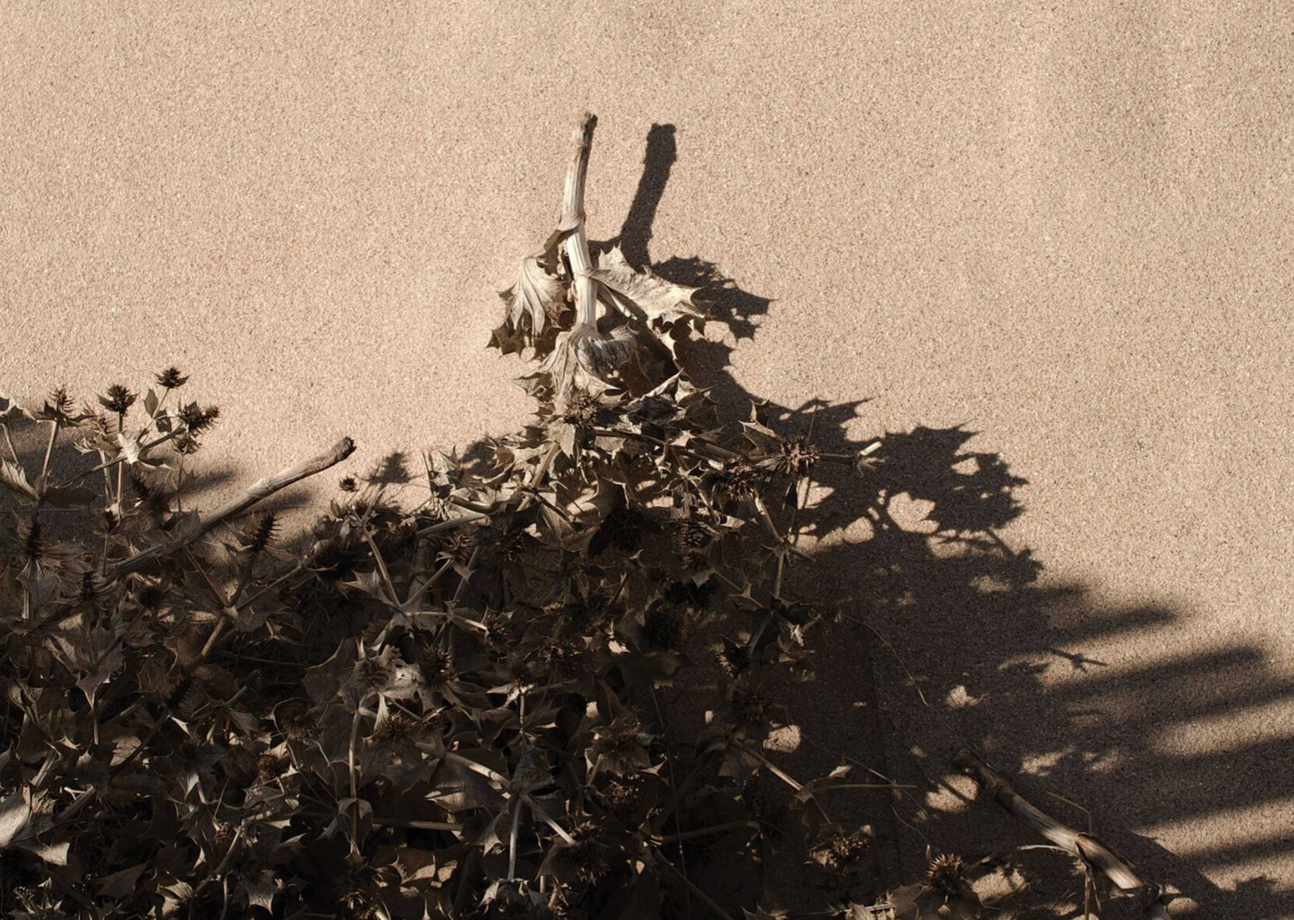 "I’ll be here when you’re gone" Photograph Print by Katherine Masters