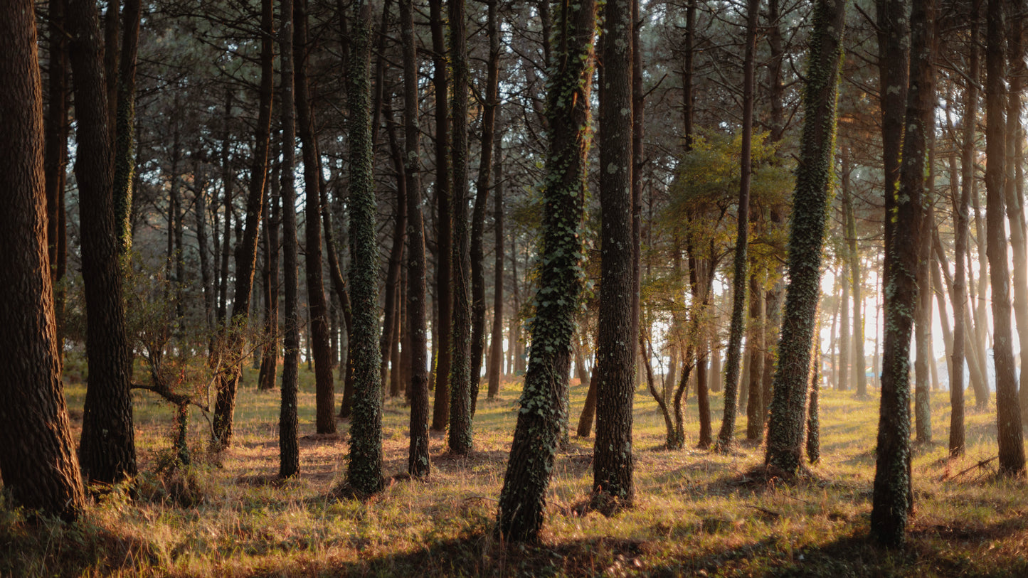 Cyanotype Workshop with Andrea on island Illa de Arousa, Galicia by subcultours