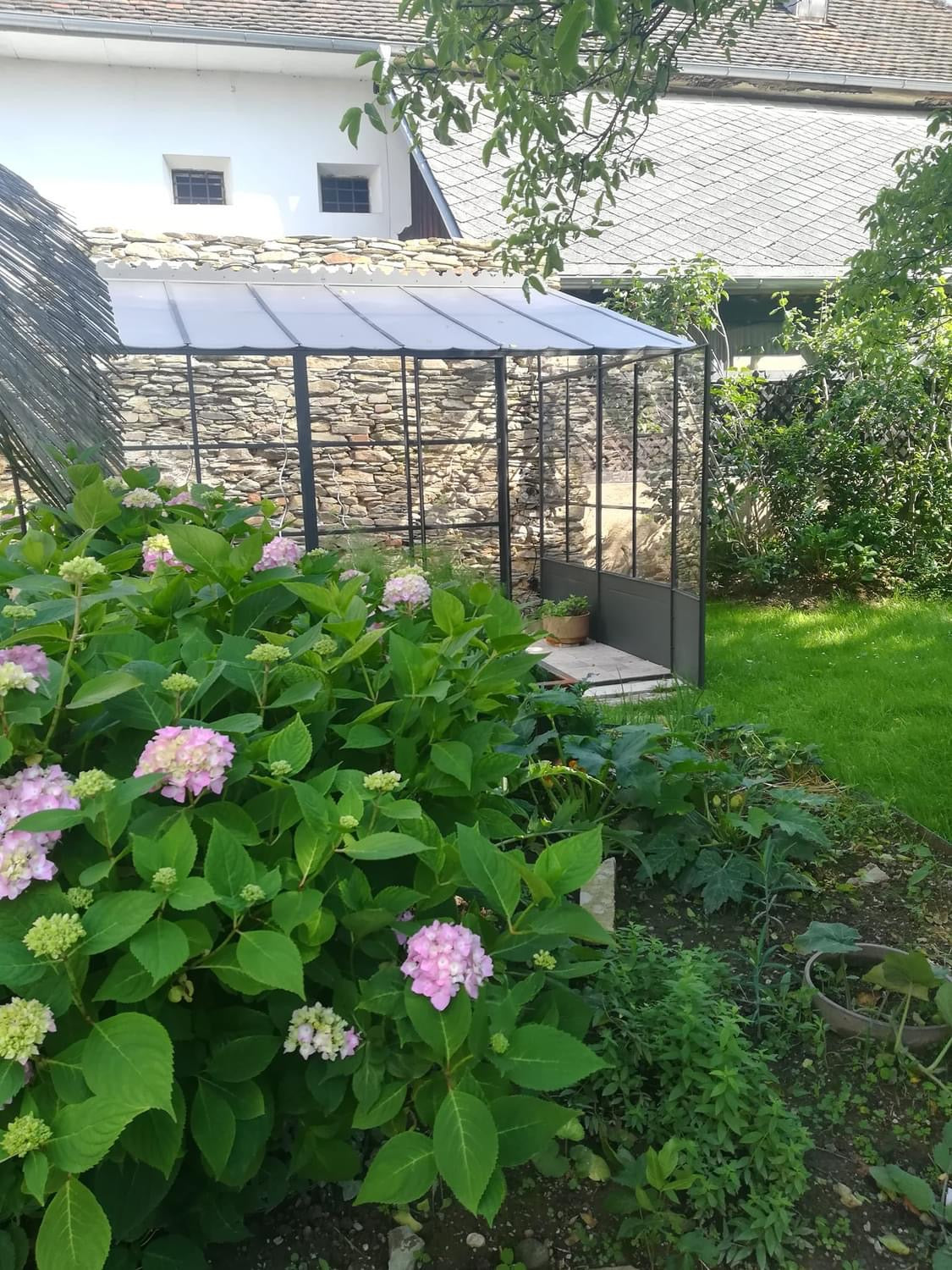 A black metal greenhouse with a glass roof and side panels, situated in a garden with green hydrangea plants and a stone wall in the background.