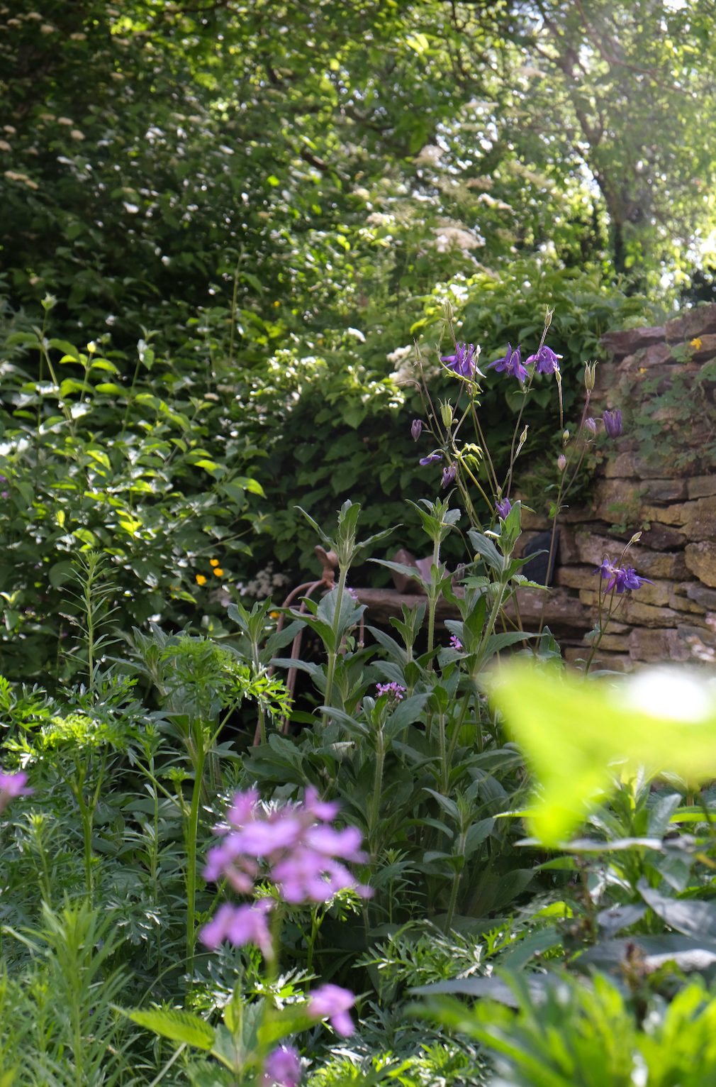 A lush garden scene with green foliage, purple bell-shaped flowers, and a rustic stone wall in the background.