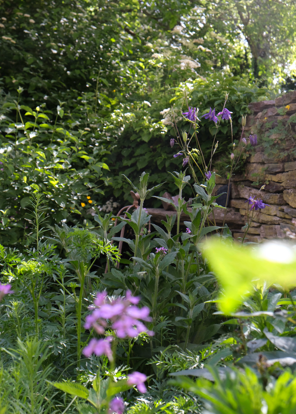 A lush garden scene with green foliage, purple bell-shaped flowers, and a rustic stone wall in the background.
