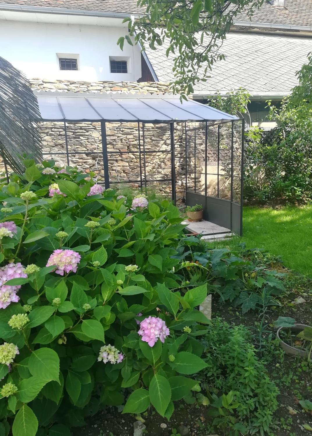 A black metal greenhouse with a glass roof and side panels, situated in a garden with green hydrangea plants and a stone wall in the background.