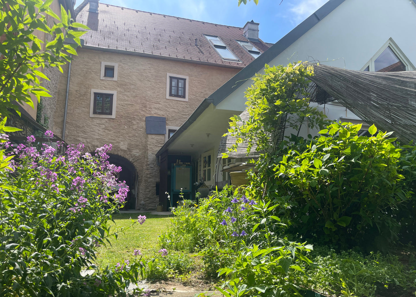 A sunny outdoor courtyard with a historic stone building, a white house, green grass, and abundant purple and green foliage.