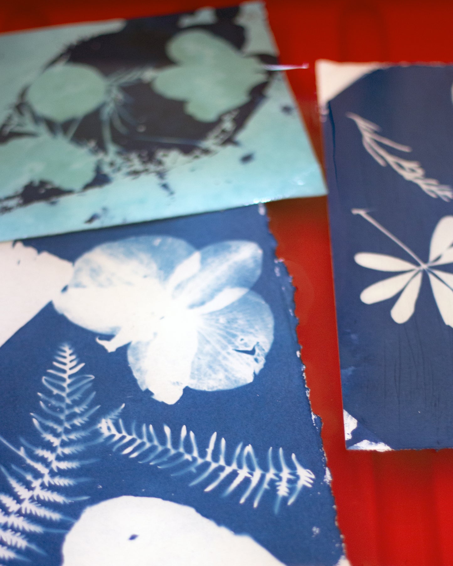 Cyanotype Workshop "Cyanotype on Paper and Fabric" with Inês in Porto, Portugal