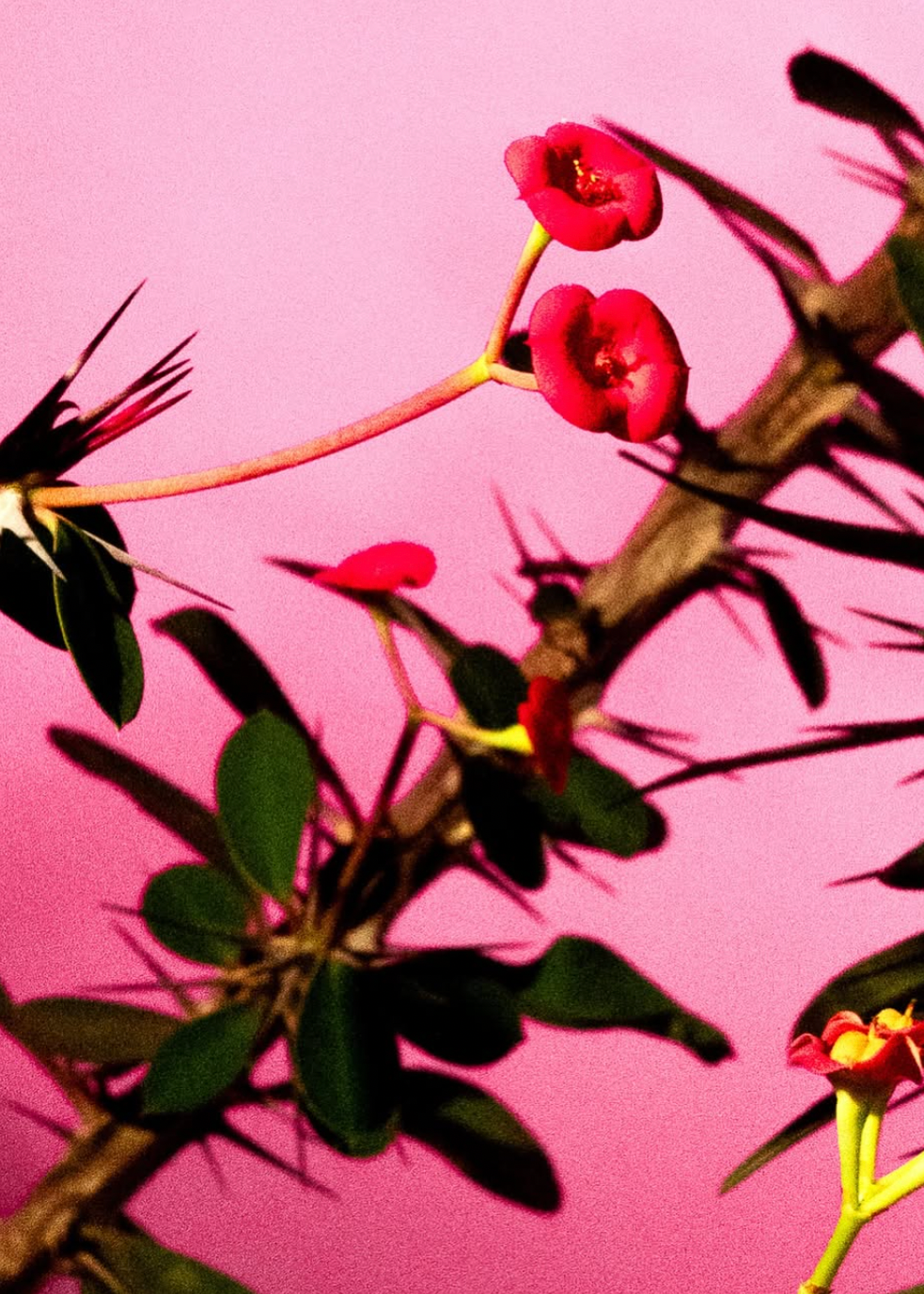Cactus with pink flowers against a pink background