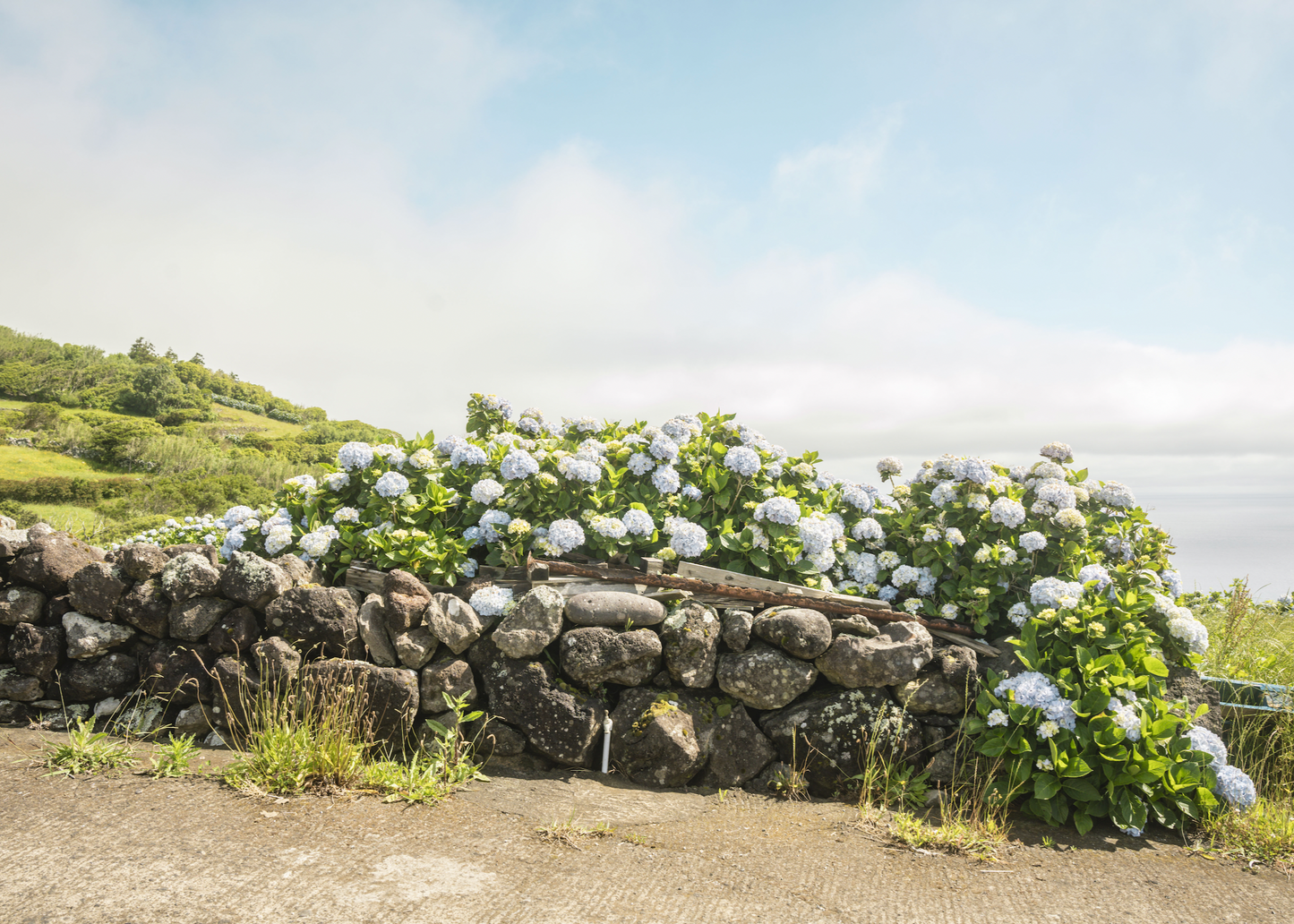 Full-Day "Sounds of Silence" Corvo Experience with David on Corvo Island, Madeira, Portugal, flowers, by subcultours