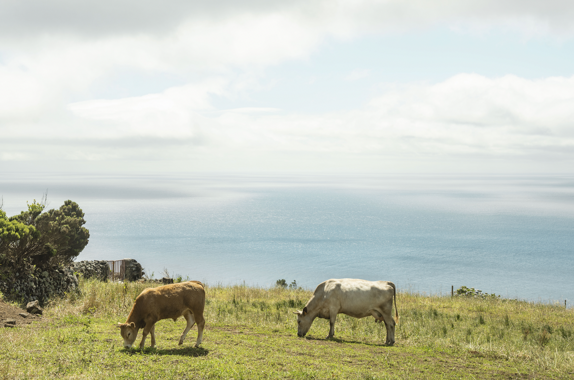 Full-Day "Sounds of Silence" Corvo Experience with David on Corvo Island, Madeira, Portugal, cows, by subcultours