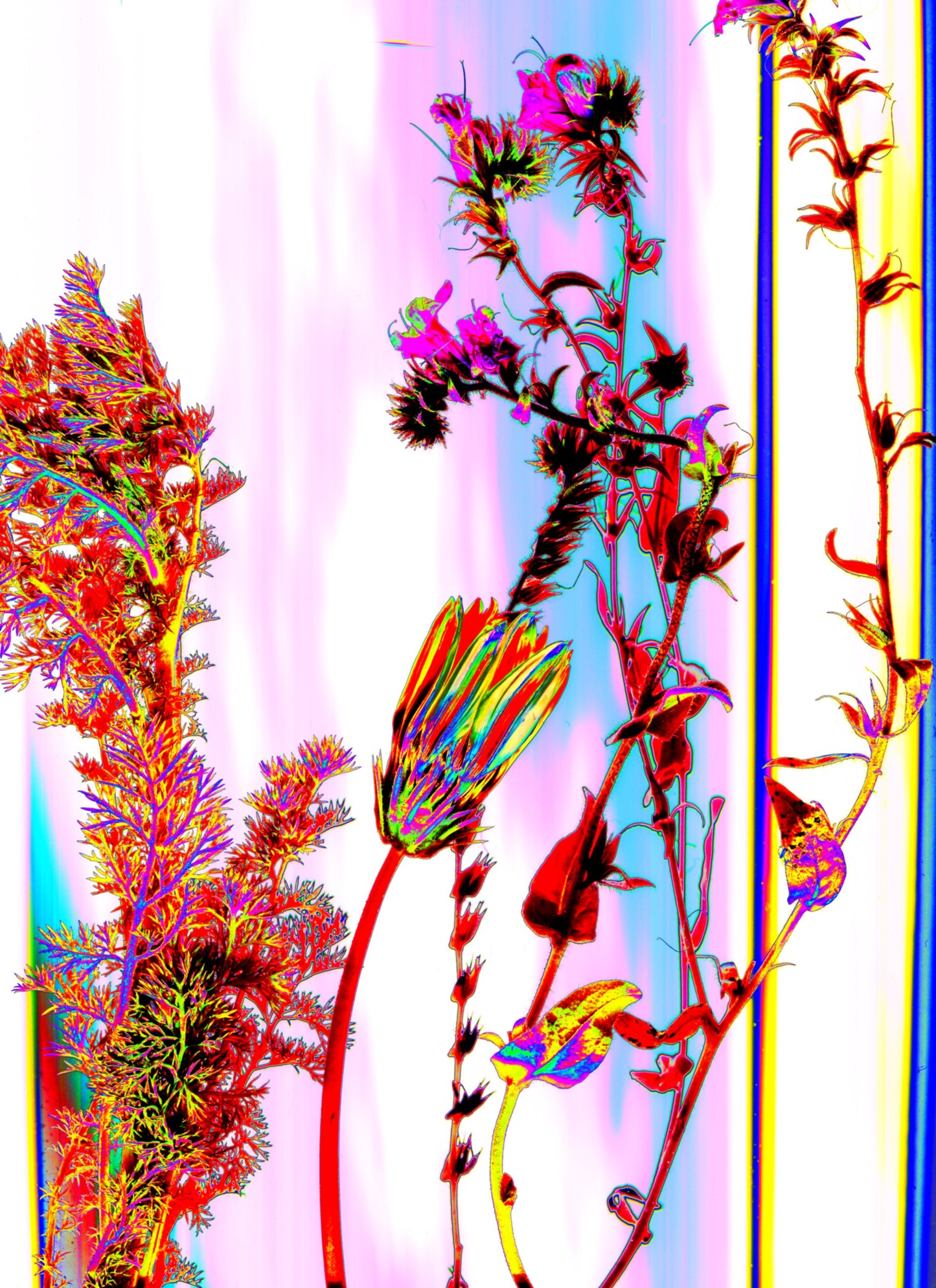 "PSYCHEDELIC PLANTS" Fine Art Print by Marzia Braggion