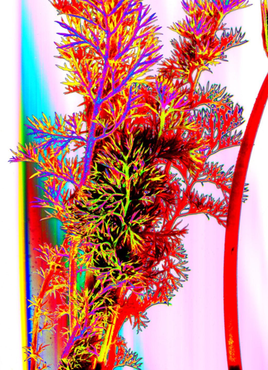 "PSYCHEDELIC PLANTS" Fine Art Print by Marzia Braggion