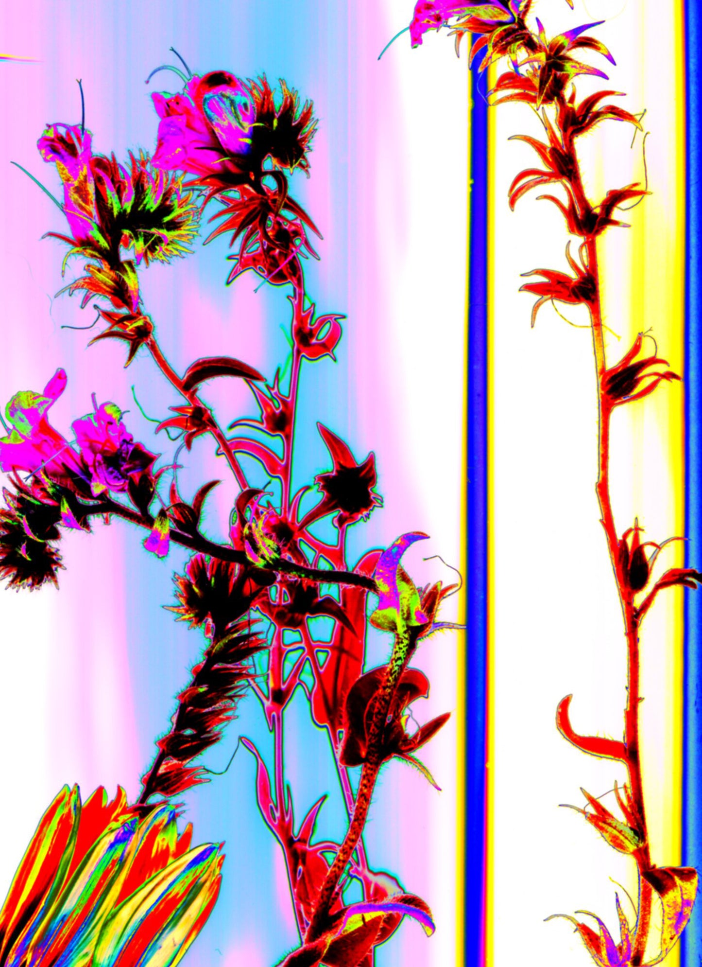 "PSYCHEDELIC PLANTS" Fine Art Print by Marzia Braggion