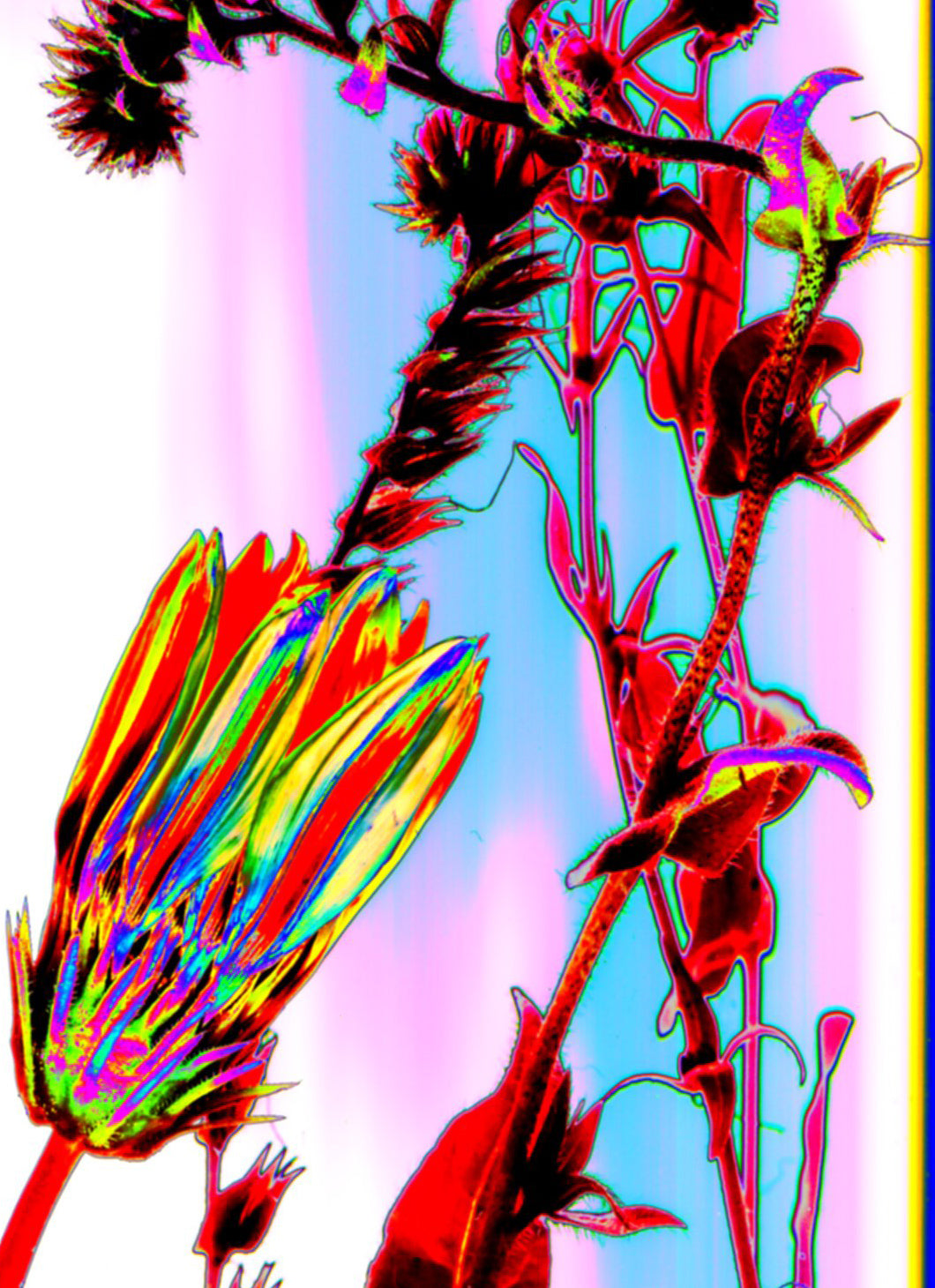 "PSYCHEDELIC PLANTS" Fine Art Print by Marzia Braggion