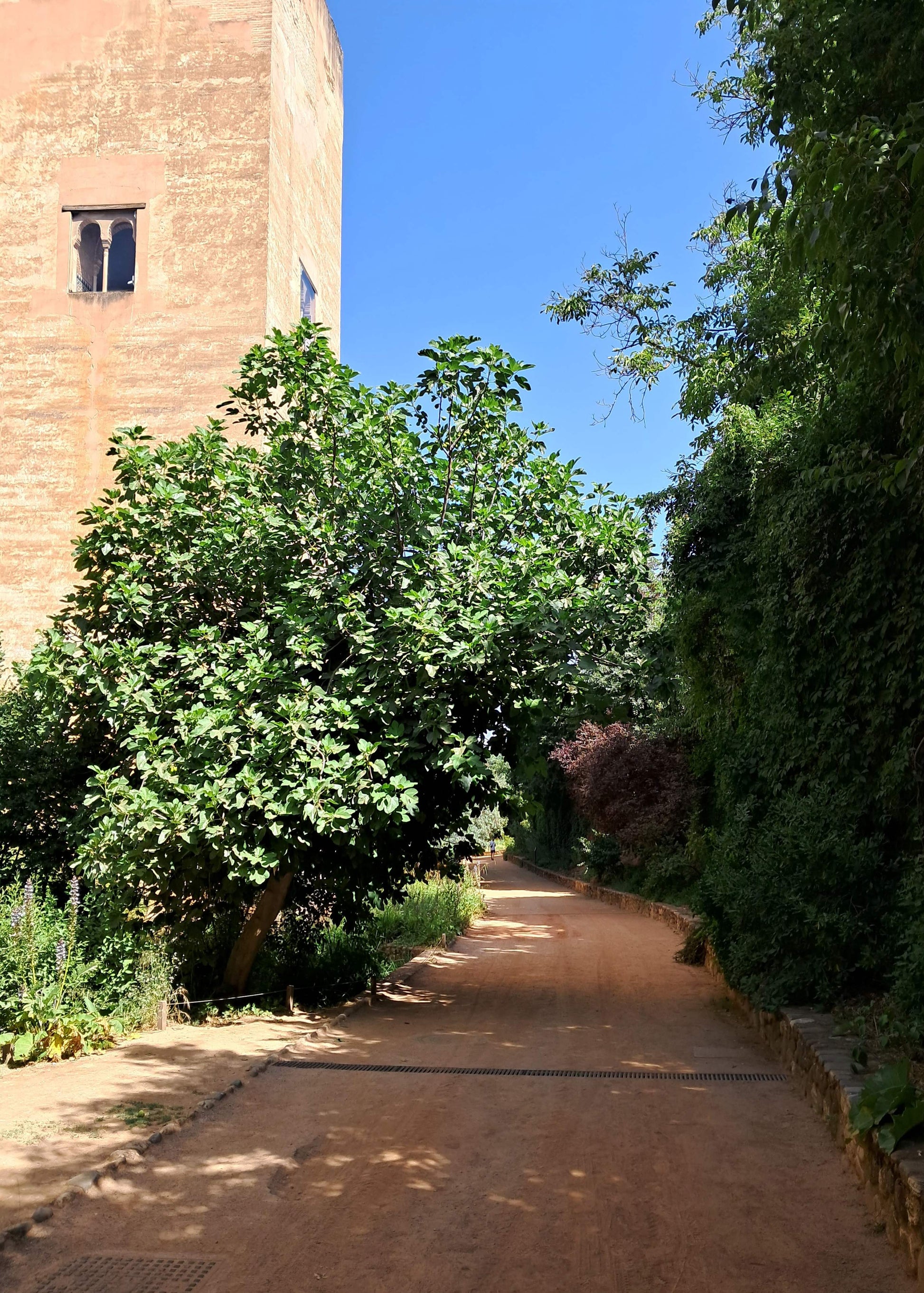A sunlit dirt path running between dense green trees and a tall tan stone tower under a clear blue sky.