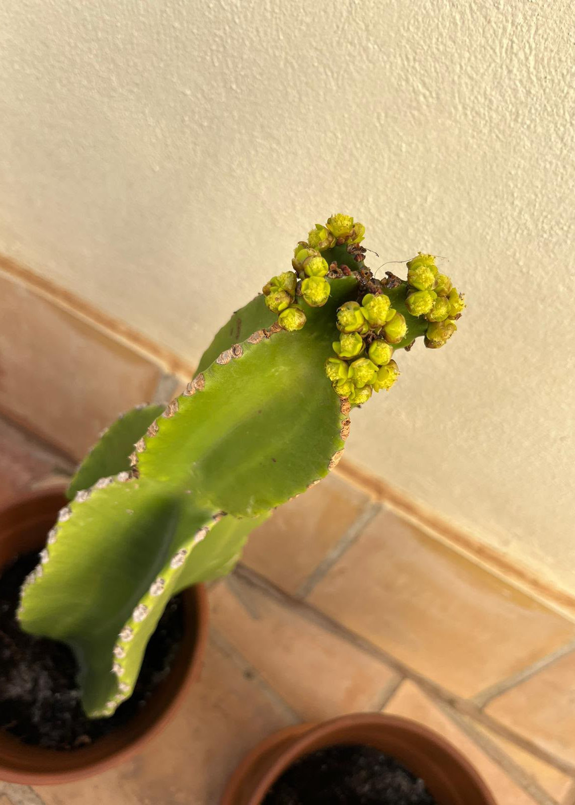 A close-up of a green succulent plant with small yellow-green flower buds, growing in a brown pot against a beige wall and tiled floor.