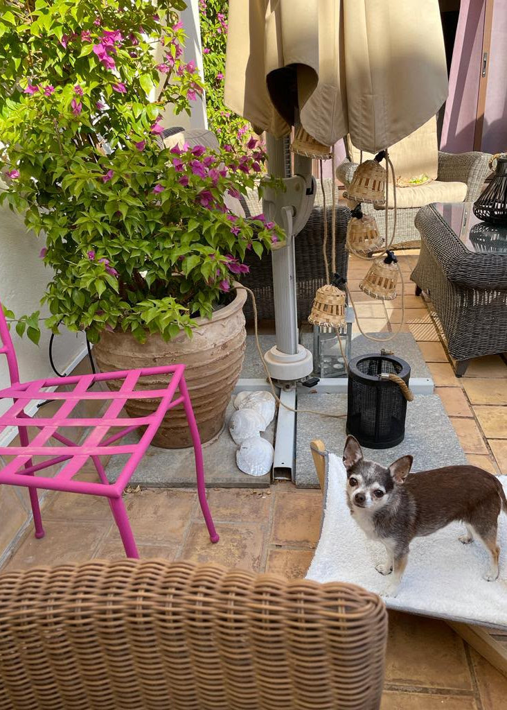 A small brown and white dog stands on a white pet ramp on a tiled outdoor patio next to a pink metal chair, a large potted plant, and patio furniture.