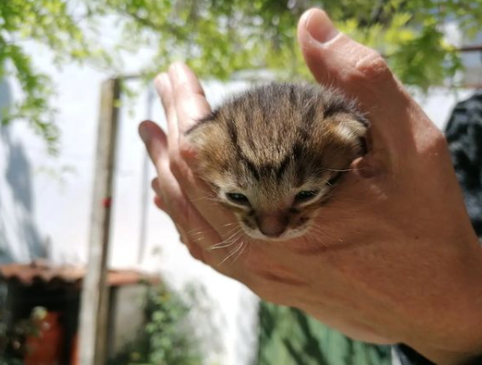 Veganized Portuguese Food Workshop and Animal Sanctuary Tour with Liliana and Pedro in Castelo Branco, Portugal by subcultours