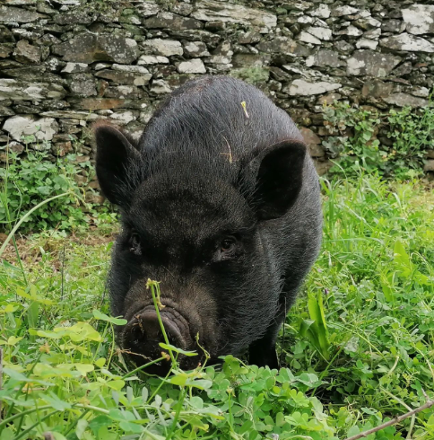 Veganized Portuguese Food Workshop and Animal Sanctuary Tour with Liliana and Pedro in Castelo Branco, Portugal by subcultours